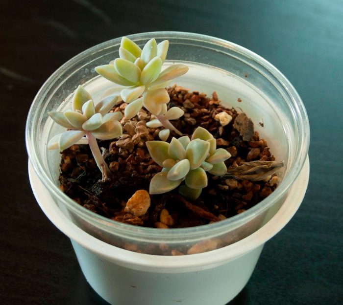Graptopetalum - foto, cuidados, especie, descripción, propagación, planta de interior