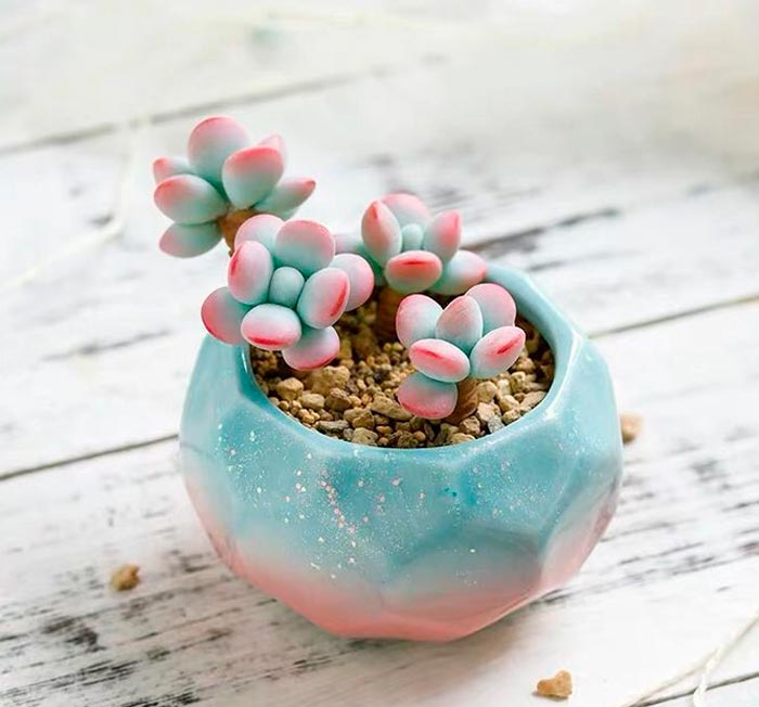 Graptopetalum - foto, cuidados, especie, descripción, propagación, planta de interior
