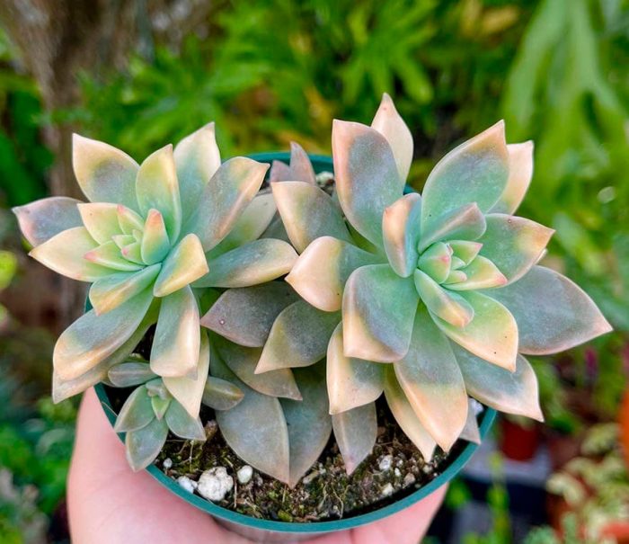 Graptopetalum paraguayanum
