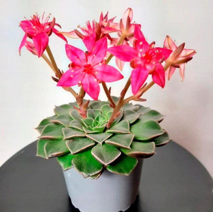 Graptopetalum spectabilis