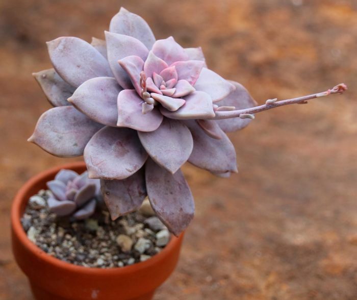 Graptopetalum pentandra