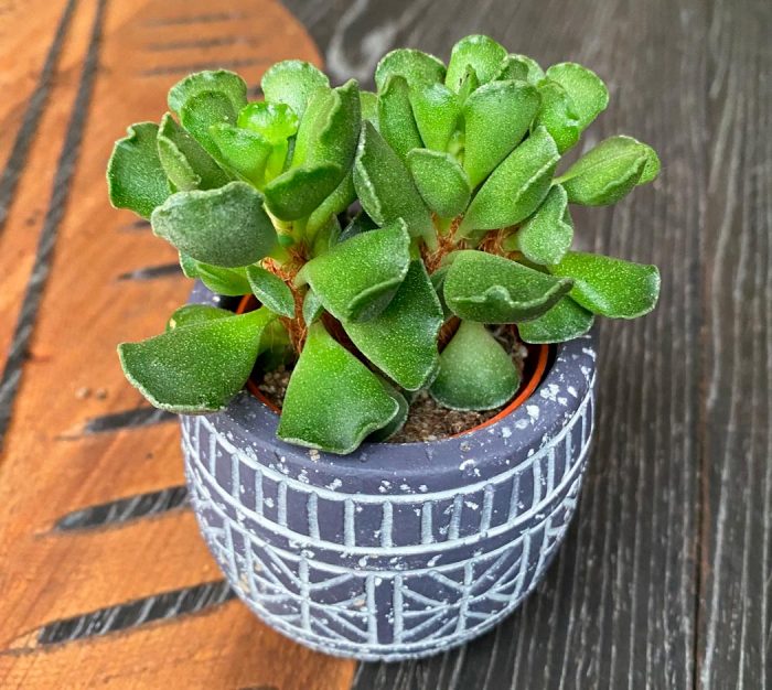 Adromischus