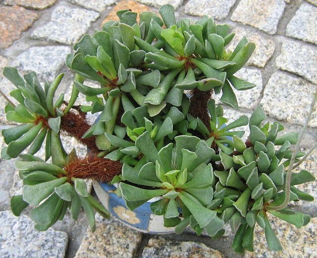 Adromischus - foto, cuidados, especie, descripción, propagación, planta de interior