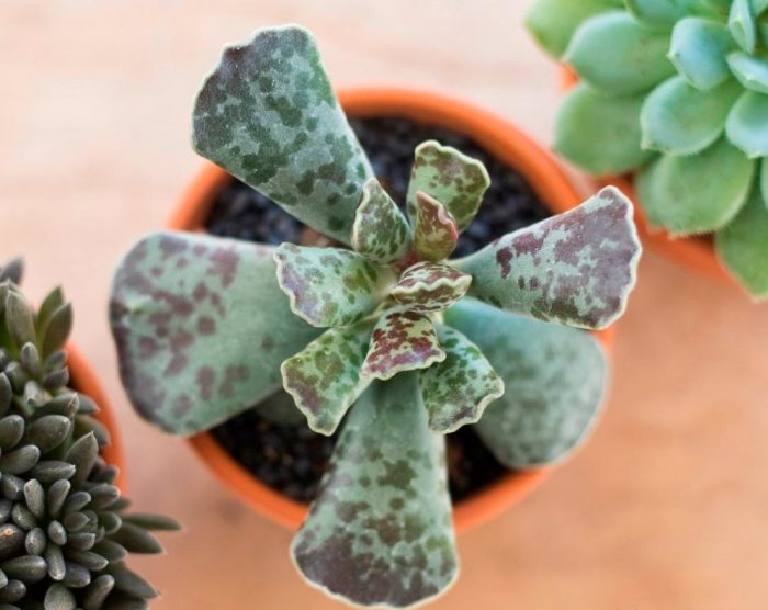 Adromischus Cooperi