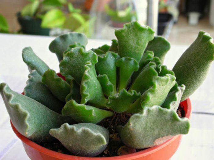 Adromischus - foto, cuidados, especie, descripción, propagación, planta de interior