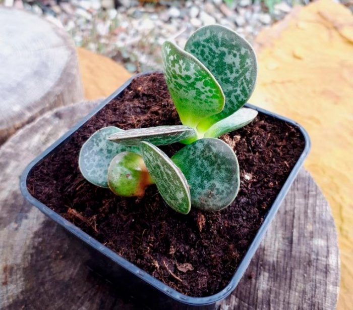Adromischus trigystus