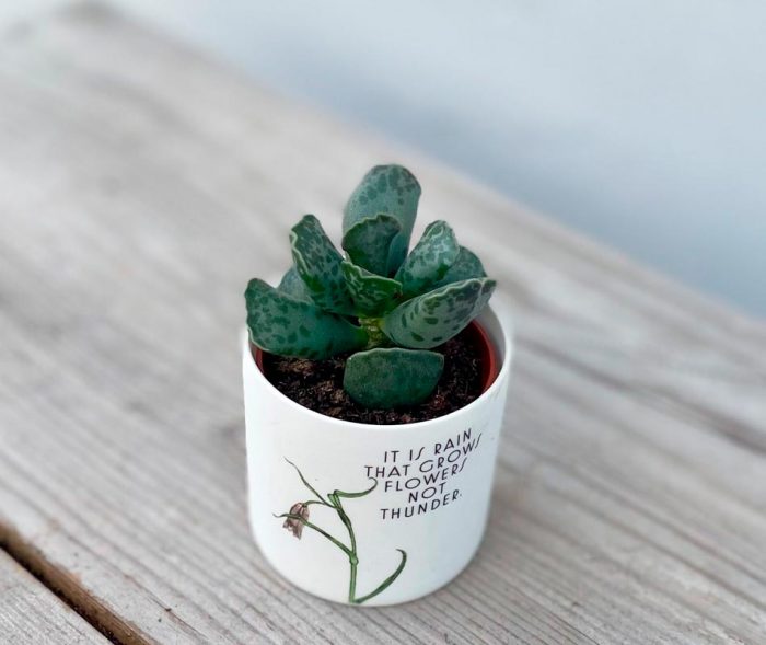 Adromischus - foto, cuidados, especie, descripción, propagación, planta de interior