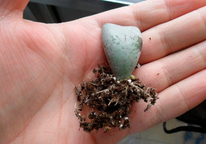 Adromischus - foto, cuidados, especie, descripción, propagación, planta de interior
