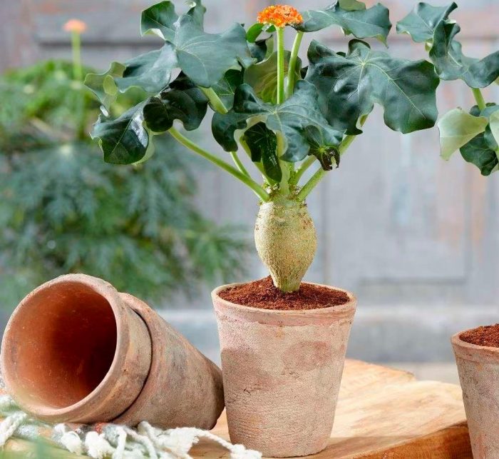 Jatropha - foto, cuidados, especie, descripción, propagación, planta de interior