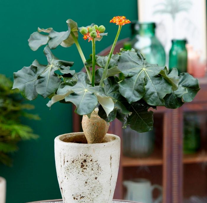 Jatropha - foto, cuidados, especie, descripción, propagación, planta de interior