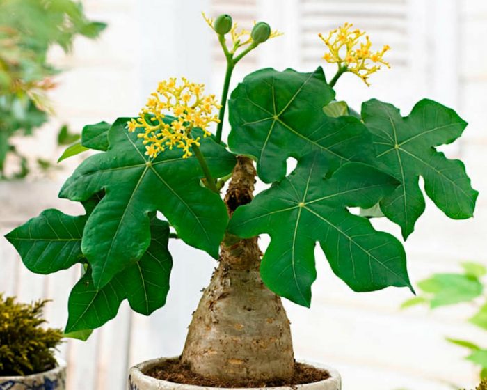 Jatropha - foto, cuidados, especie, descripción, propagación, planta de interior