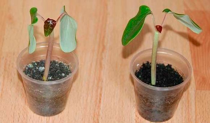 Jatropha - foto, cuidados, especie, descripción, propagación, planta de interior