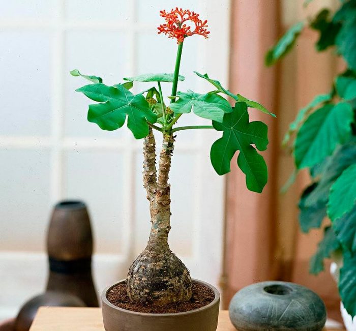 Jatropha gotosa