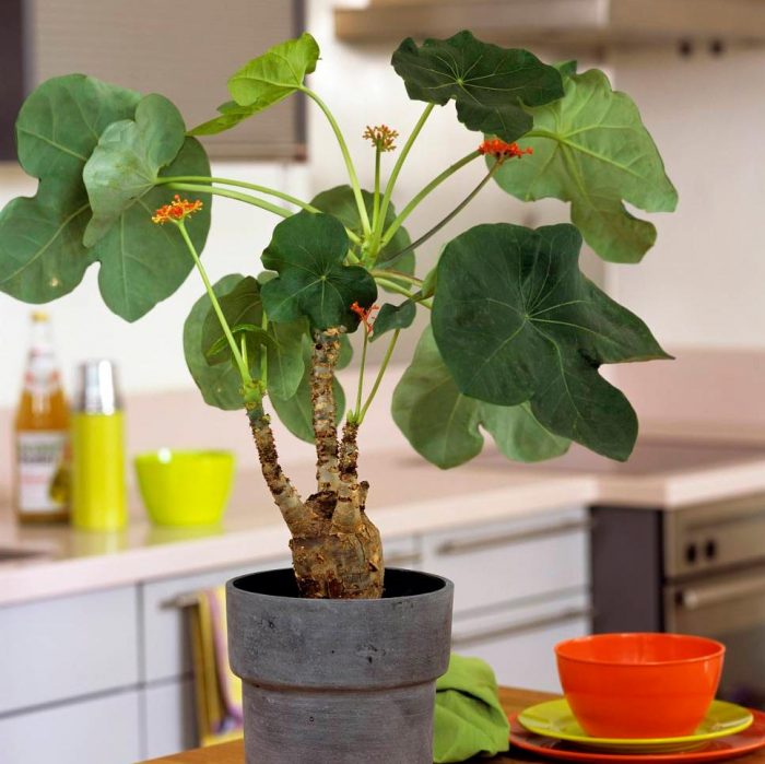 Jatropha - foto, cuidados, especie, descripción, propagación, planta de interior