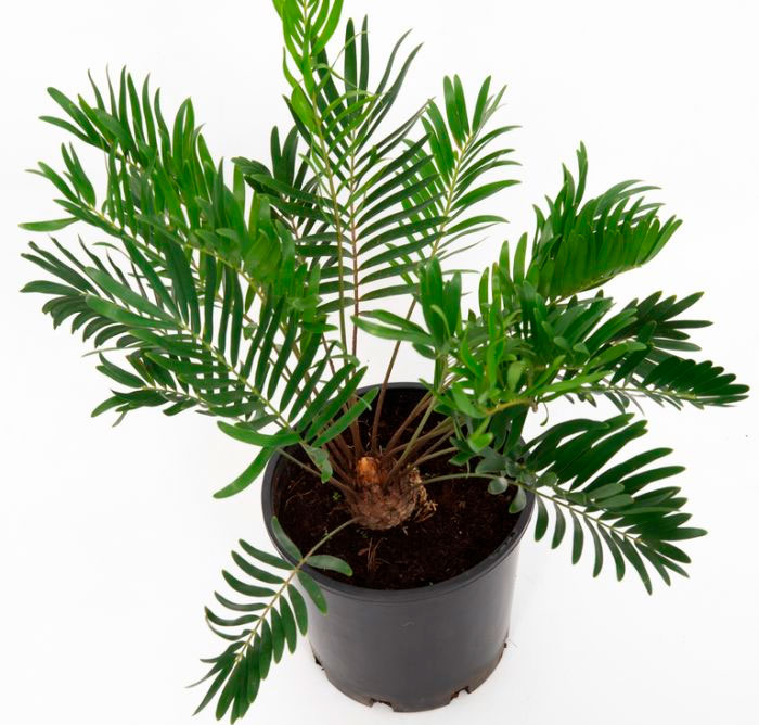 Zamia - foto, cuidados, especie, descripción, propagación, planta de interior
