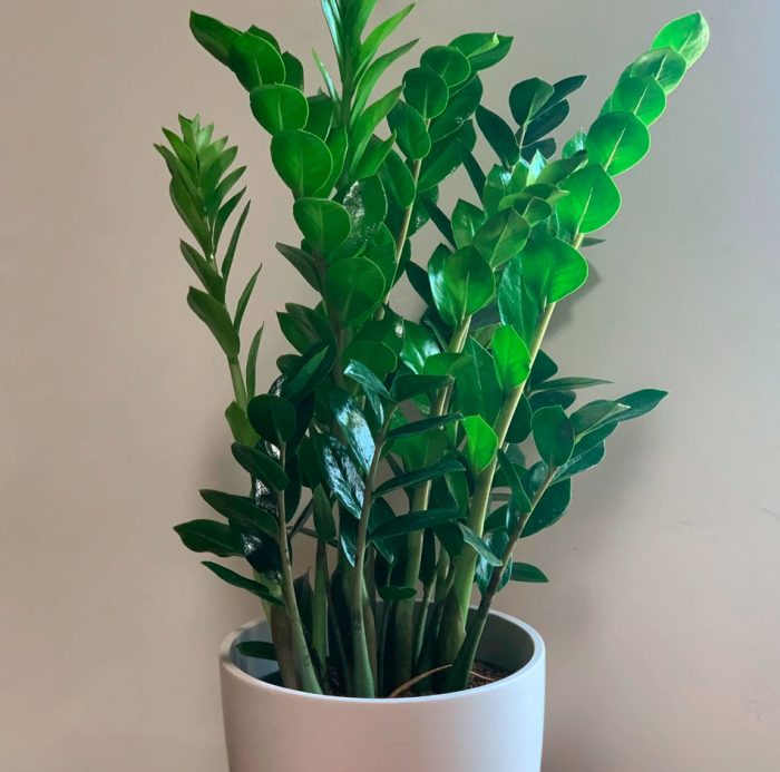 Zamia - foto, cuidados, especie, descripción, propagación, planta de interior