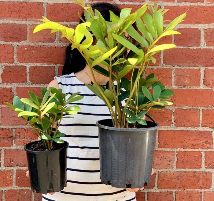 Zamia - foto, cuidados, especie, descripción, propagación, planta de interior