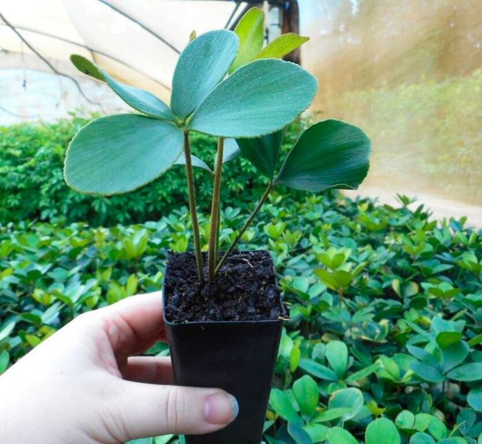 Zamia - foto, cuidados, especie, descripción, propagación, planta de interior