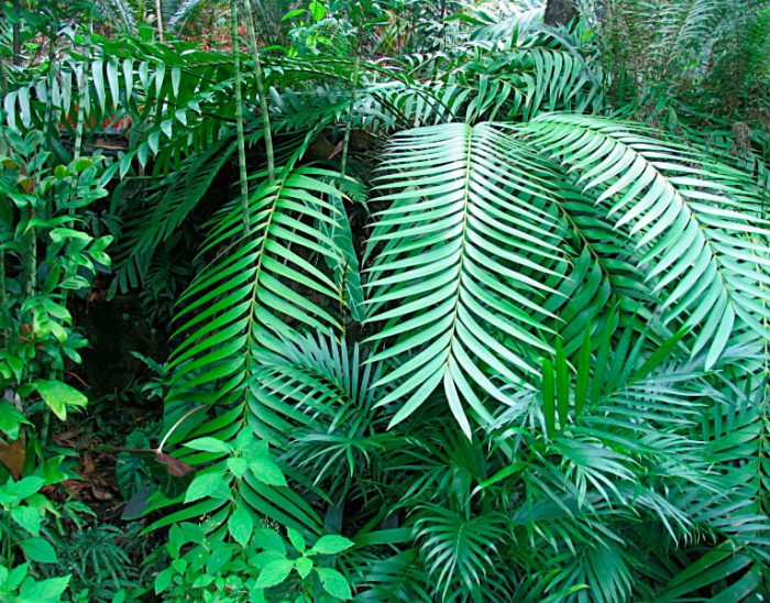 Zamia pseudoparasiticum