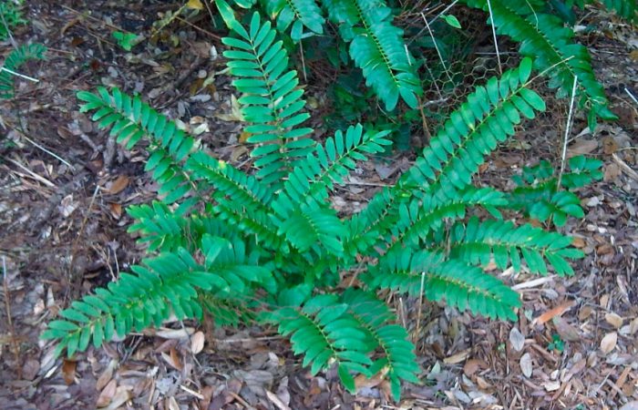 Zamia enana (Zamia pygmaea)