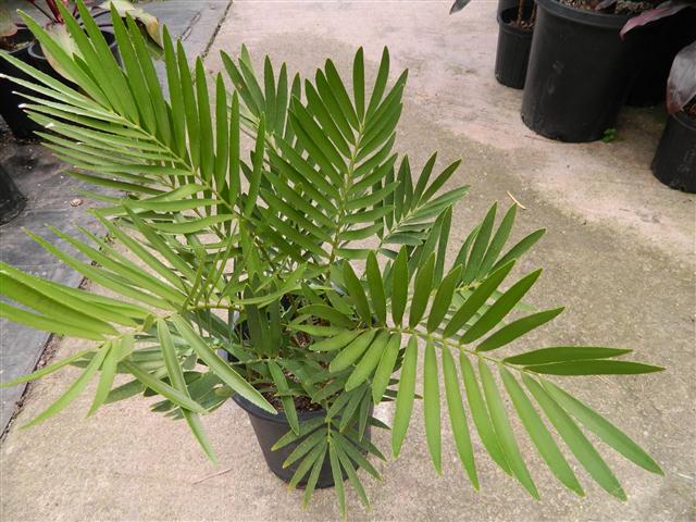 Zamia latifolia