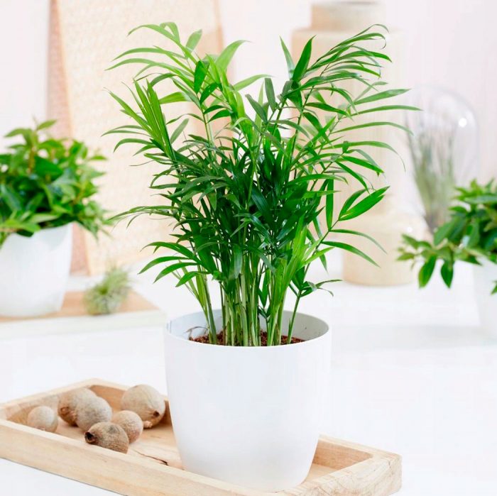 Chamaedorea elegans (elegante): foto, cuidados, especie, descripción, reproducción, planta de interior
