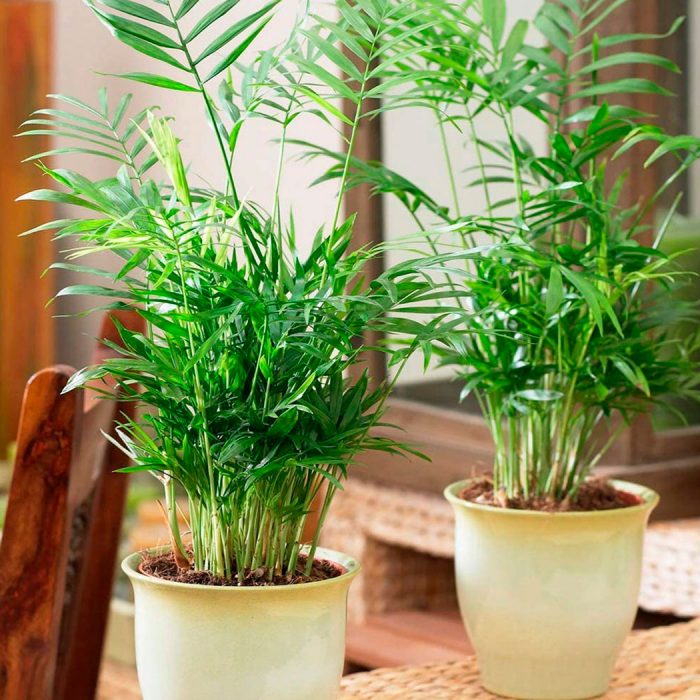 Chamaedorea elegans (elegante): foto, cuidados, especie, descripción, reproducción, planta de interior