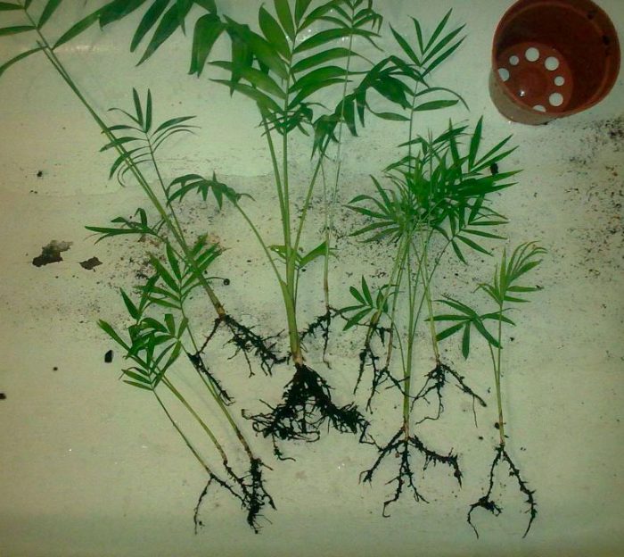 Chamaedorea elegans (elegante): foto, cuidados, especie, descripción, reproducción, planta de interior