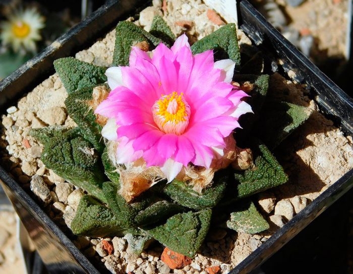 Ariocarpus fissurata