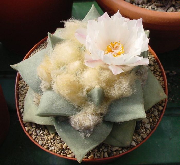 Ariocarpus obtusum