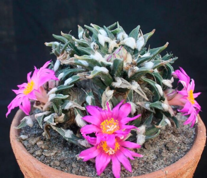 Ariocarpus agavoides