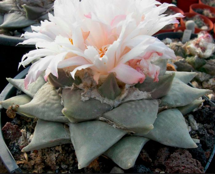 Ariocarpus escamoso