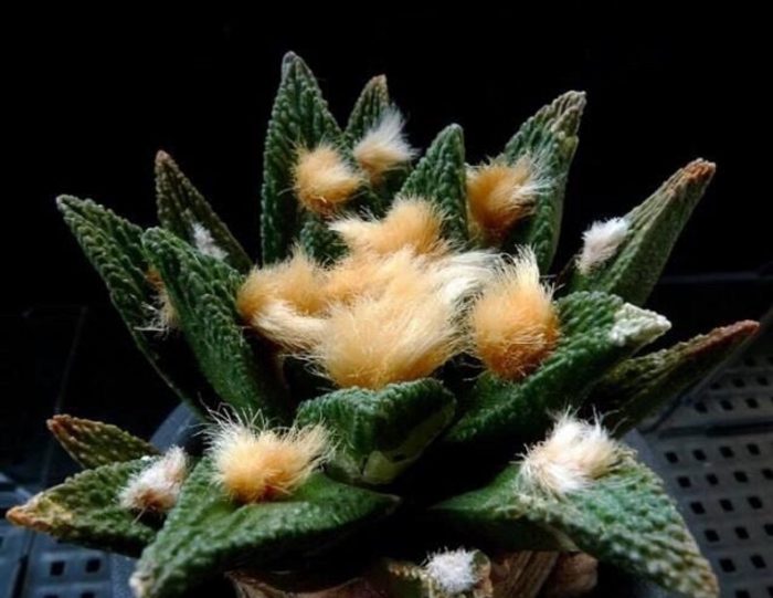 Ariocarpus Bravo