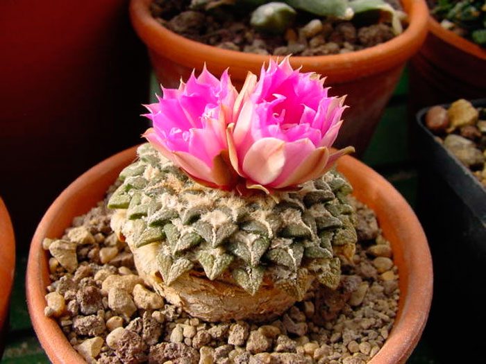 Ariocarpus Kochubey