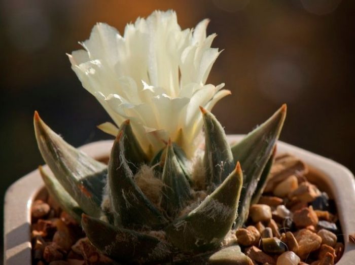 Ariocarpus triangularis