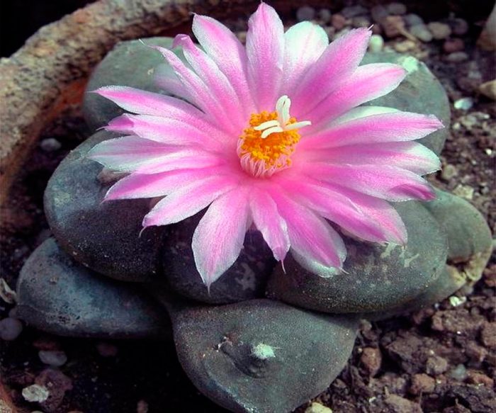 Ariocarpus lloydii