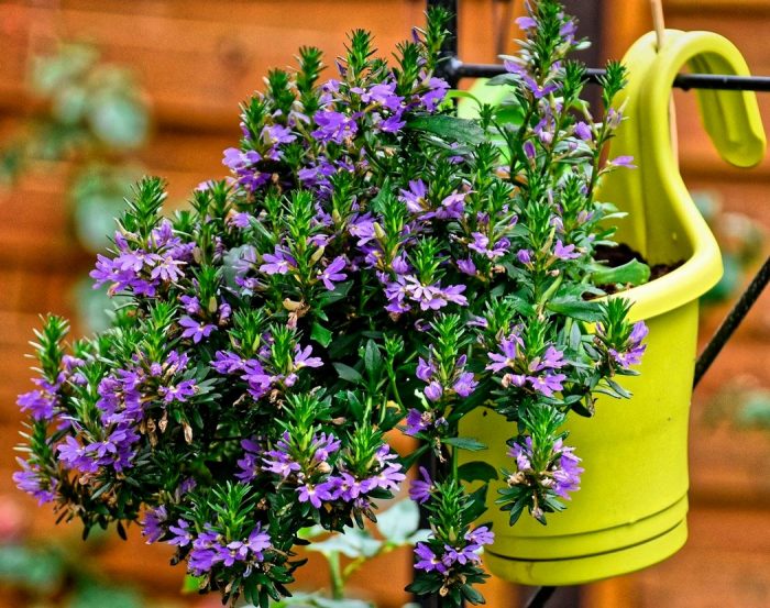 Scaevola - foto, cuidados, especies, descripción, propagación, jardín