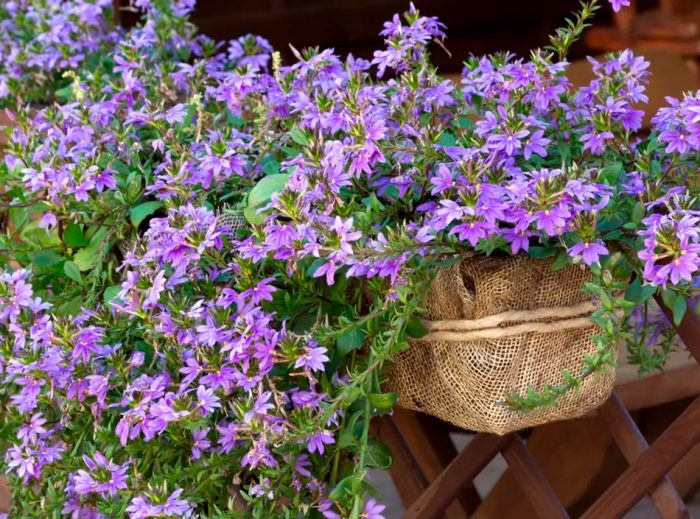 Scaevola - foto, cuidados, especies, descripción, propagación, jardín