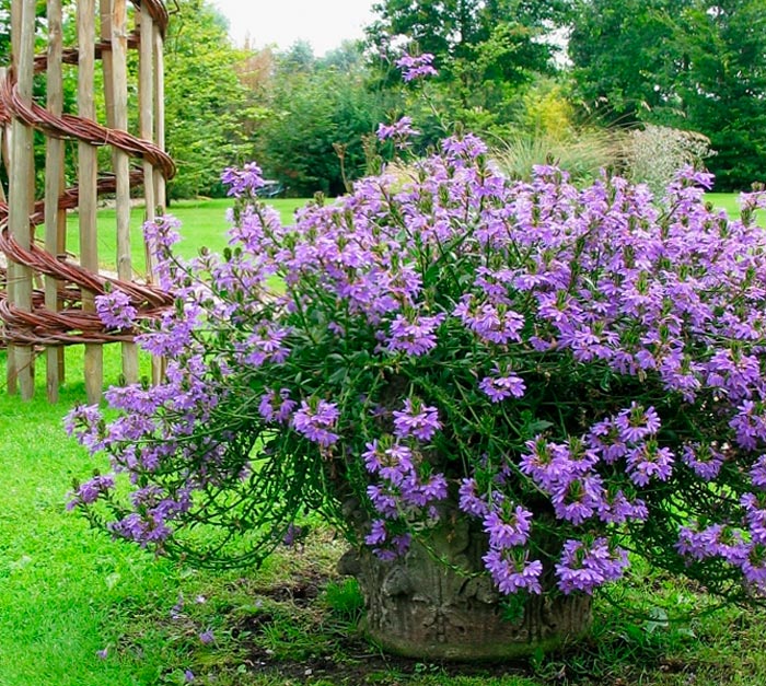 Scaevola - foto, cuidados, especies, descripción, propagación, jardín