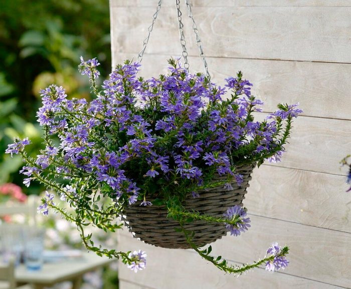 Scaevola - foto, cuidados, especies, descripción, propagación, jardín