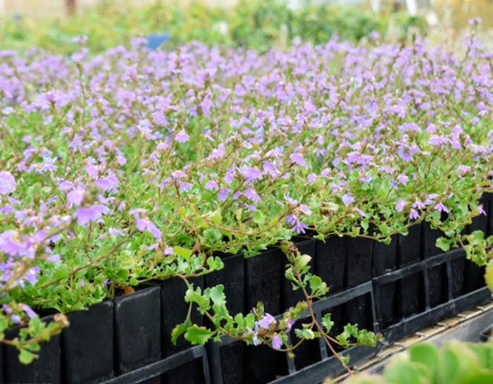 Scaevola - foto, cuidados, especies, descripción, propagación, jardín