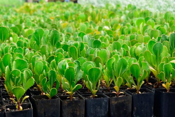 Scaevola - foto, cuidados, especies, descripción, propagación, jardín