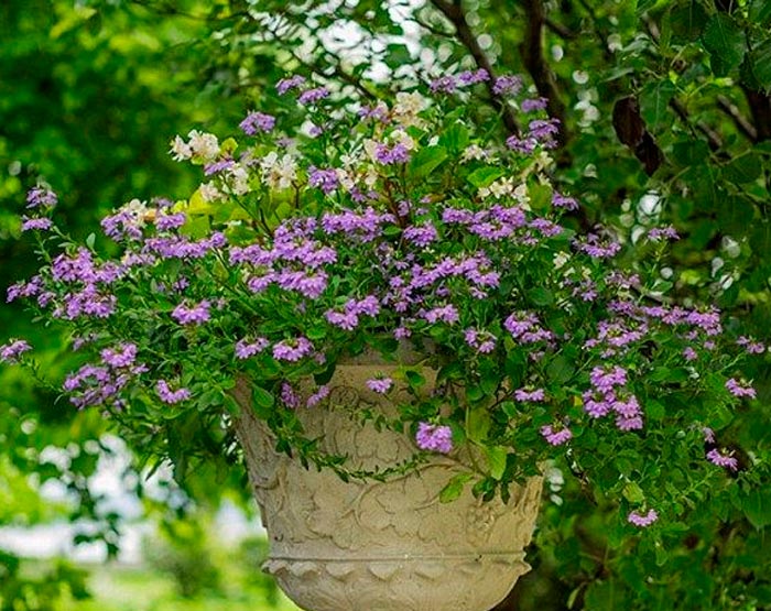 Scaevola - foto, cuidados, especies, descripción, propagación, jardín