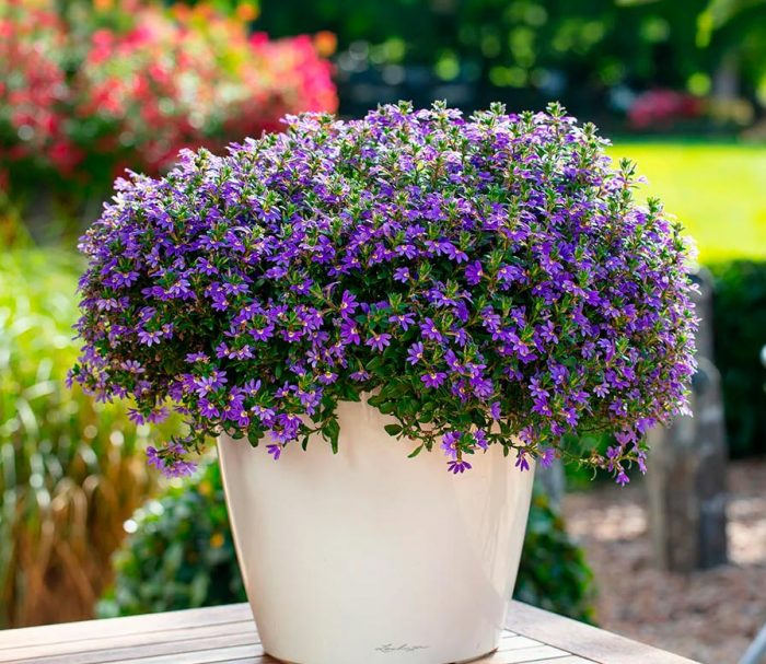 Scaevola - foto, cuidados, especies, descripción, propagación, jardín