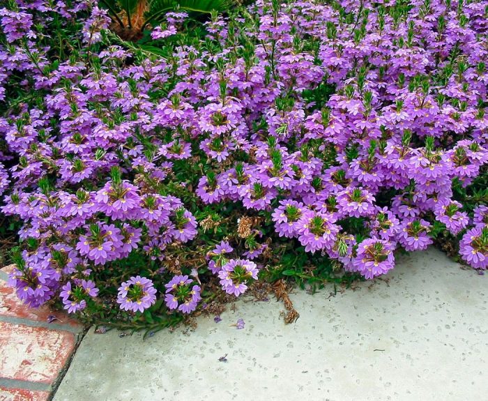 Scaevola - foto, cuidados, especies, descripción, propagación, jardín
