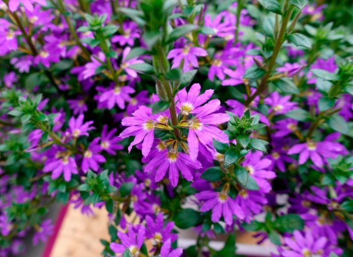Scaevola - foto, cuidados, especies, descripción, propagación, jardín