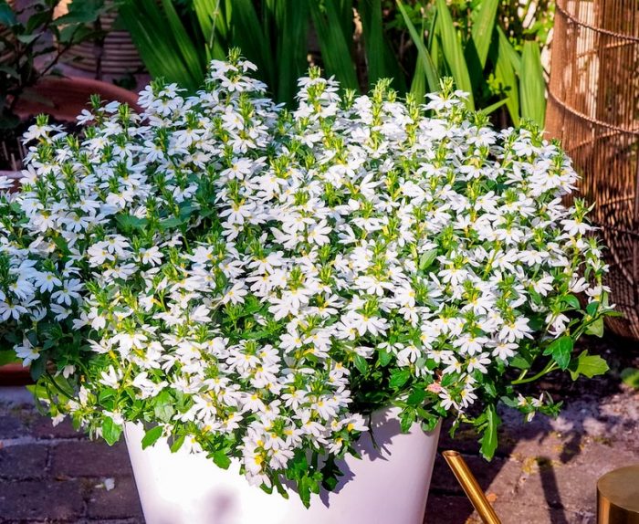 Scaevola - foto, cuidados, especies, descripción, propagación, jardín