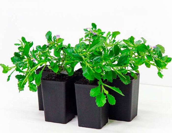 Scaevola - foto, cuidados, especies, descripción, propagación, jardín