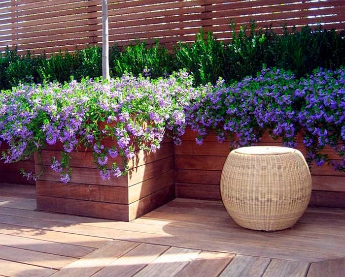 Scaevola - foto, cuidados, especies, descripción, propagación, jardín