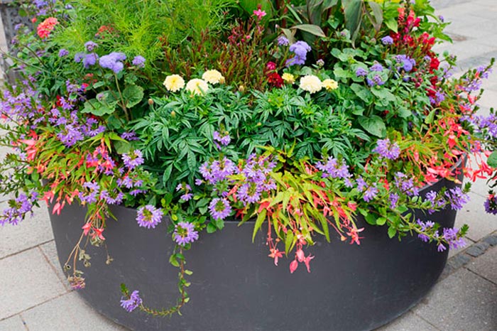 Scaevola - foto, cuidados, especies, descripción, propagación, jardín